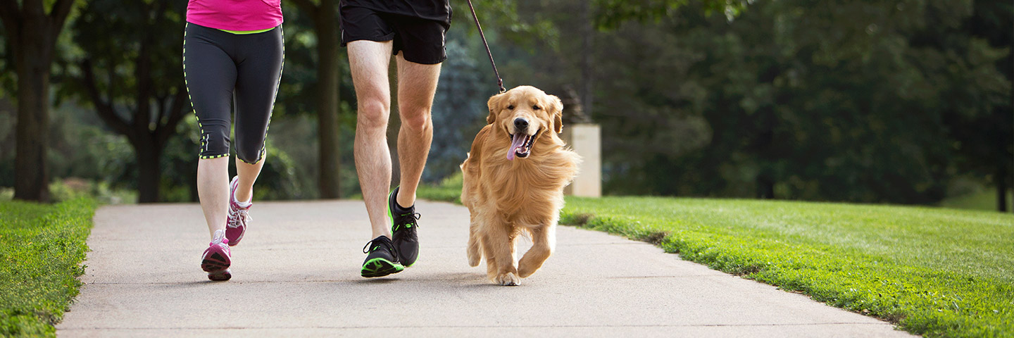 DogWatch of Wichita Hidden Fence, Wichita, KS | Electronic Dog Training Collars Footer Image Image