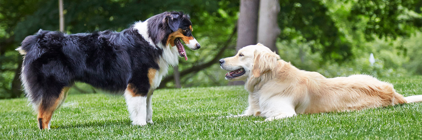 Wichita Hidden Fence, Wichita, KS | Outdoor Hidden Dog Fences Slider Image