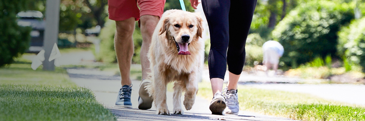 DogWatch of Wichita Hidden Fence, Wichita, KS | SideWalker Leash Trainer Slider Image